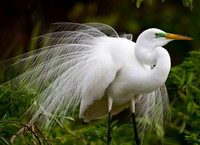 Florida Birds 2012