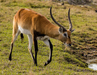 Safari Wilderness