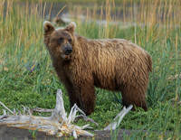 Bears