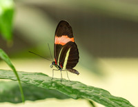 Butterflies @ Gainesville