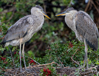 Florida Birds 2013