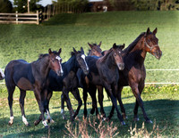 Horses & Parade