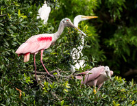 Alligator Farm