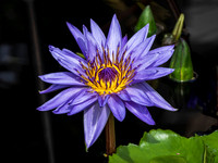 Longwood Gardens 2021