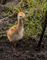 Veria Wetlands 2016